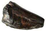 Dinosaur-Eating Crocodile (Sarcosuchus) Tooth - Niger #282088-1